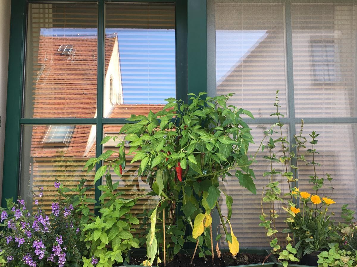 Hotel-pension Seeadler Affittacamere *